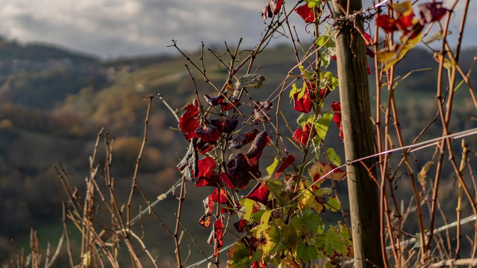 Belvedere Du Haut Bugey - Refuge Dans Les Cepages Boyeux-Saint-Jerome Prázdninový dům